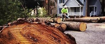 Why Choose Our Tree Removal Services in Bratenahl, OH?